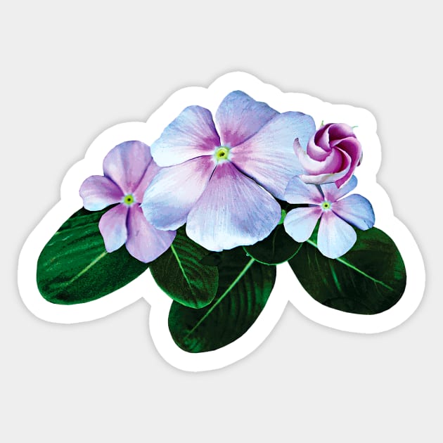 Impatiens - Pale Pink Impatiens Sticker by SusanSavad